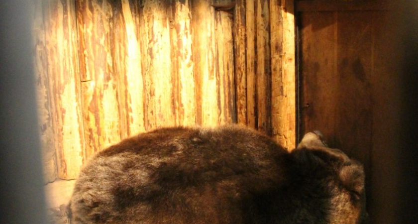 Сотрудники Калининградского зоопарка рассказали про спячку медведиц Насти и Арти