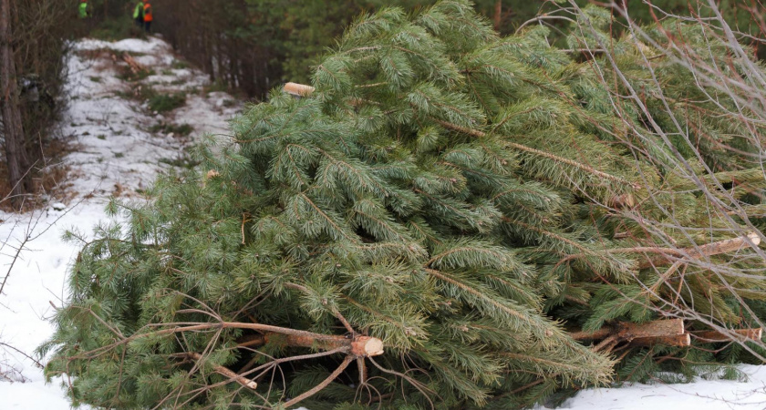 На Куршской косе выборочно проверяют автомобили на наличие вырубленных елей