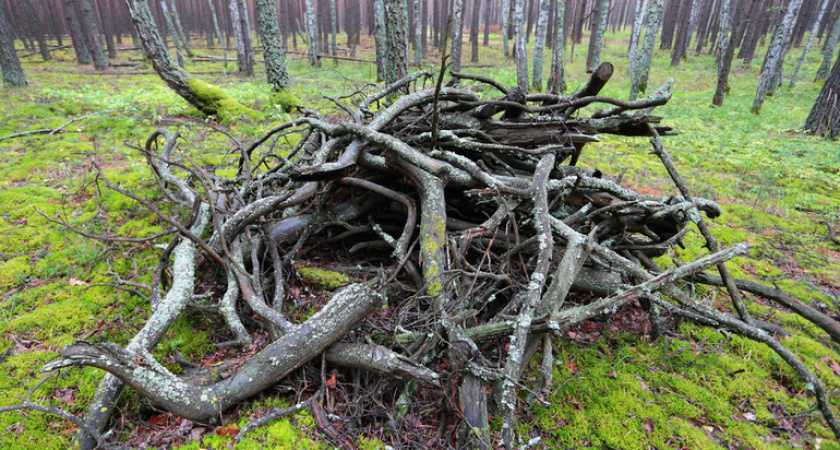 В Балтийске семьям мобилизованных напилили дрова 