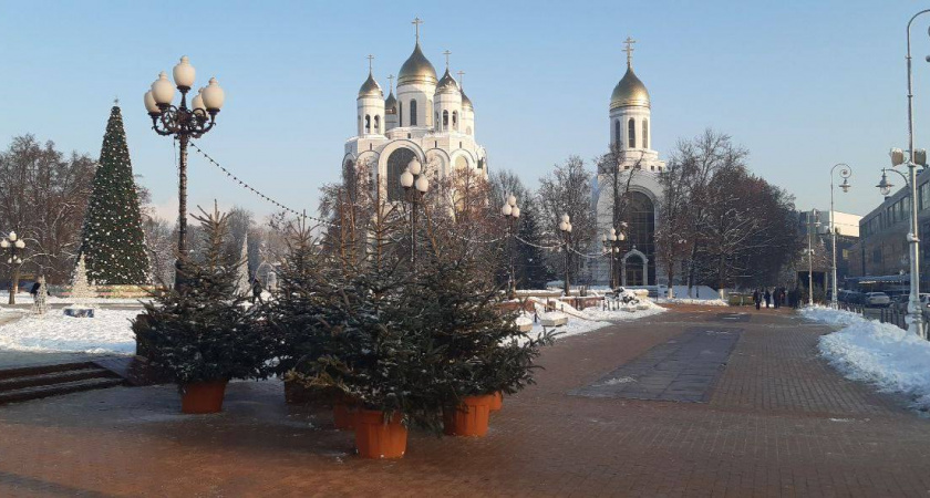 В Калининград привезли живые новогодние ели для украшения города