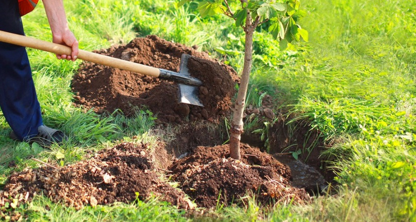 В Калининграде в 2023 году высадят почти 1300 деревьев