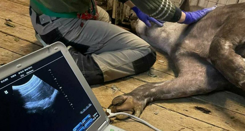 В Калининградском зоопарке появился новый портативный аппарат УЗИ