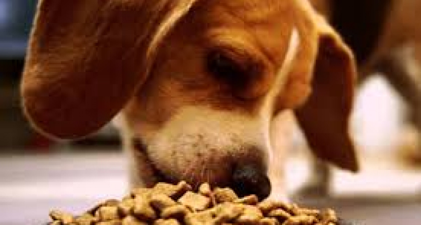 В Калининграде мужчина забрал у уличных собак сосиску