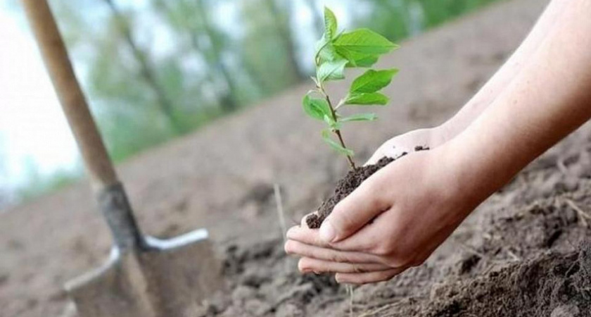 Итоги года: за 2022 год в регионе высадили 19 298 деревьев