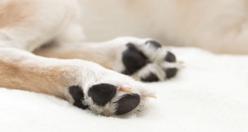 В Правдинском районе мужчина повесил собаку, которую подарил своей падчерице