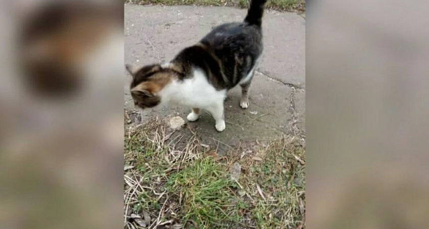 В Калининграде жильцы многоэтажки замуровали бездомных котов в подвале