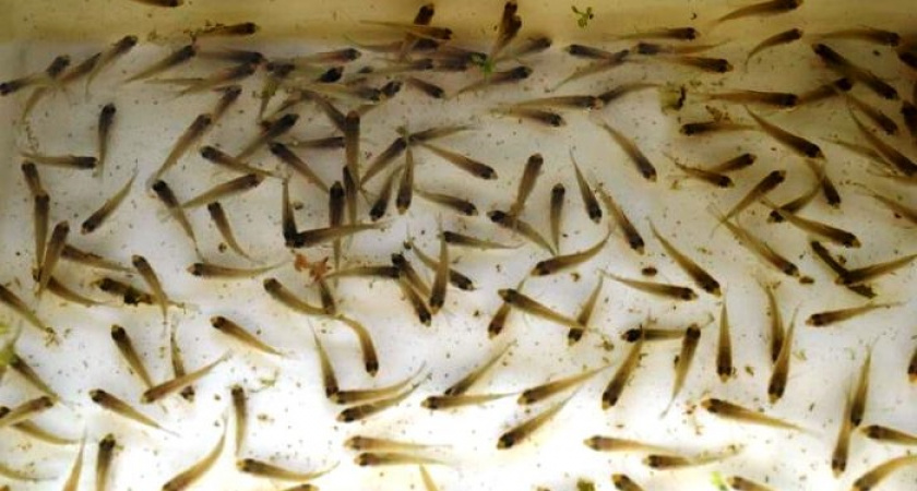 В фермерском хозяйстве Зеленоградского округа вывели мальков радужной форели