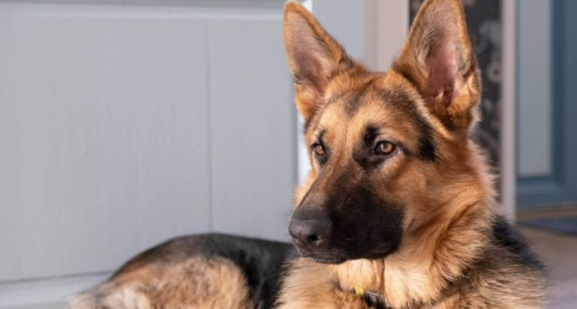 На Куршской косе спасли раненую собаку, ухо которой вмерзло в лед