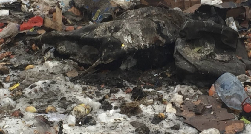 В Гурьевском районе неизвестные пытались сжечь трупы коров, обложив их мусором