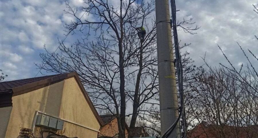 В Зеленоградске спасатели помогли спустить с дерева застрявшего кота 