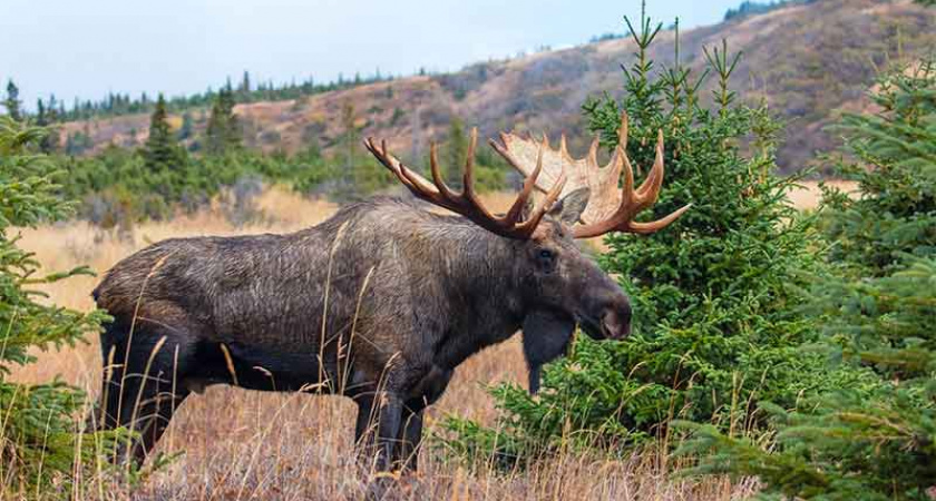 Калининградский пригородный поезд насмерть сбил лося