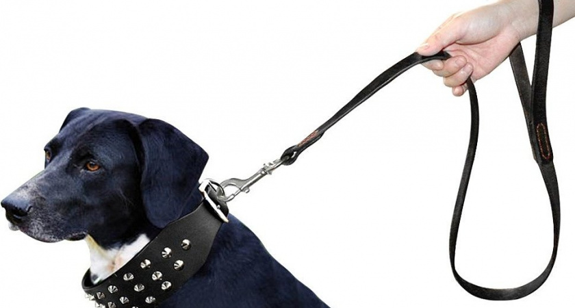 В Калининграде хозяева собак подрались из-за отсутствия поводка 