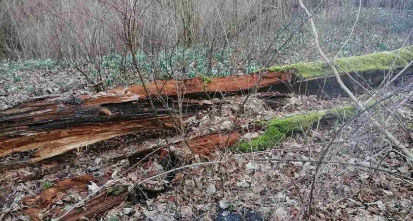 В Гвардейском районе выкопали и похитили урну с прахом пожилого немца
