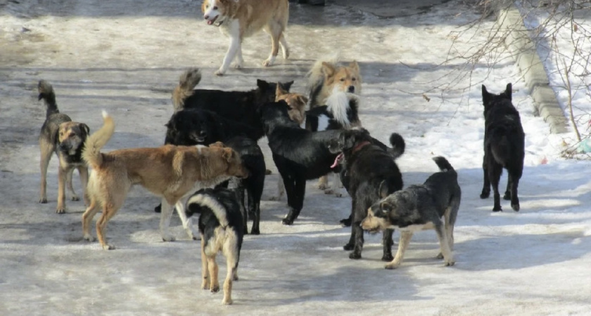 В Светлом подросток стал жертвой нападения бродячих собак