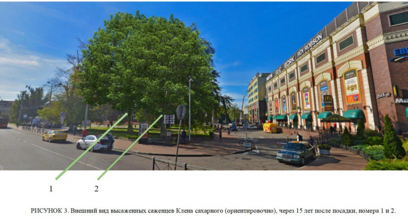 В Калининграде заменят 4 сахаристых клёна в сквере у монумента "Мать-Россия"