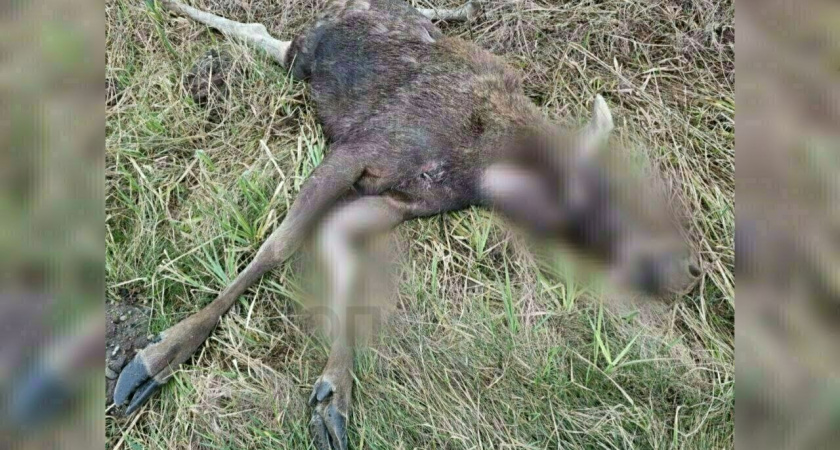 В Калининградской области насмерть сбили лосиху