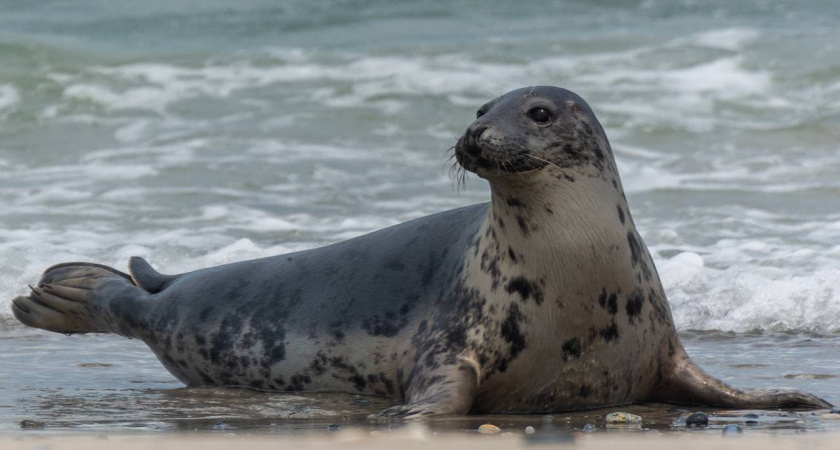 Росприроднадзор просит калинингадцев не беспокоить тюленей