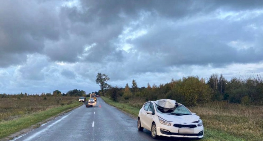 Под Зеленоградском сбили лося