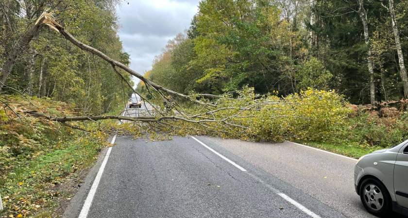 По дороге на Куршскую косу произошел инцидент