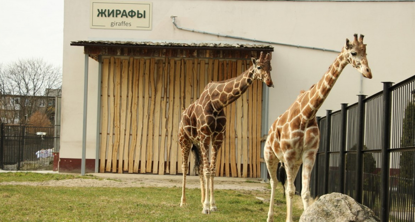 В Калининградском зоопарке умерла жираф Ива