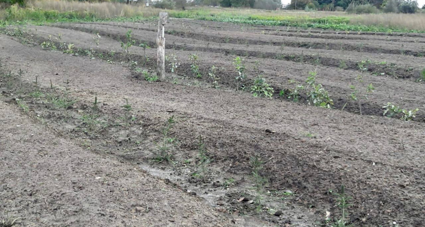 Возле трассы Люблинской высадили 1320 новых деревьев