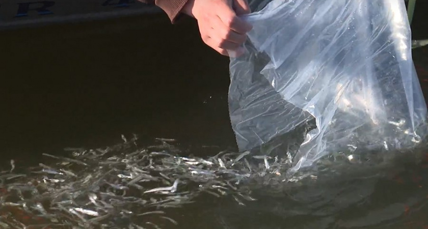 В Куршском заливе было выпущено 200 тысяч мальков сига