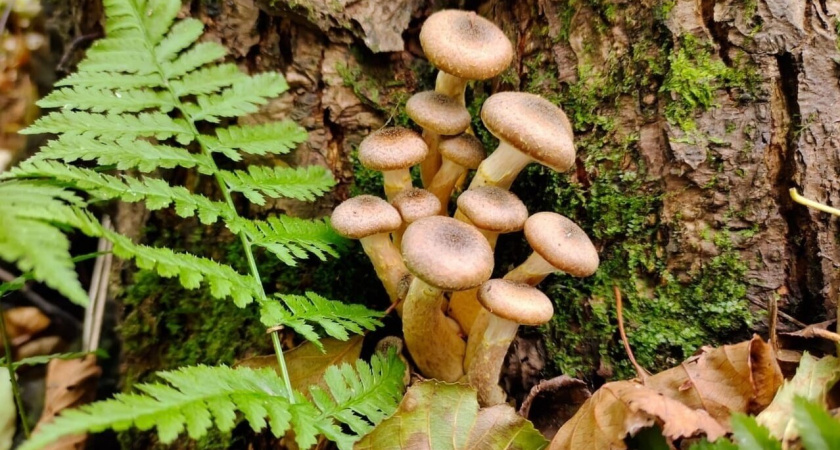 Куда делись все опята?