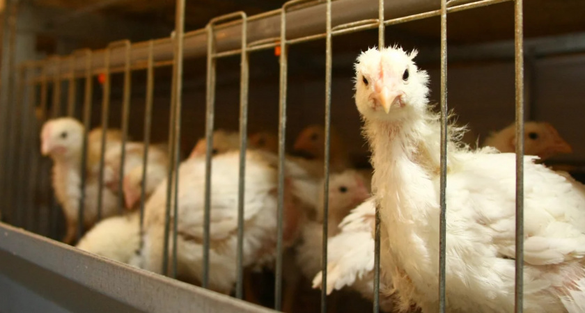 Минсельхоз предлагает временно запретить экспорт некоторых видов мяса птицы из России