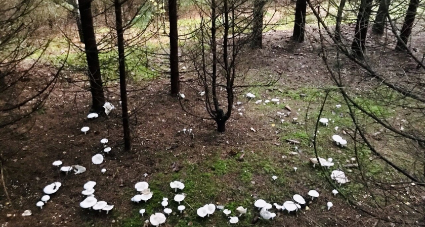 Под Черняховском в Калининграде местные жители обнаружили «ведьмин круг»