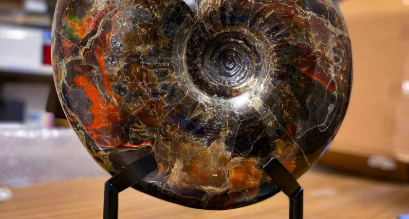 Калининградский Музей Мирового океана показал редкий аммонит возрастом 130 млн лет