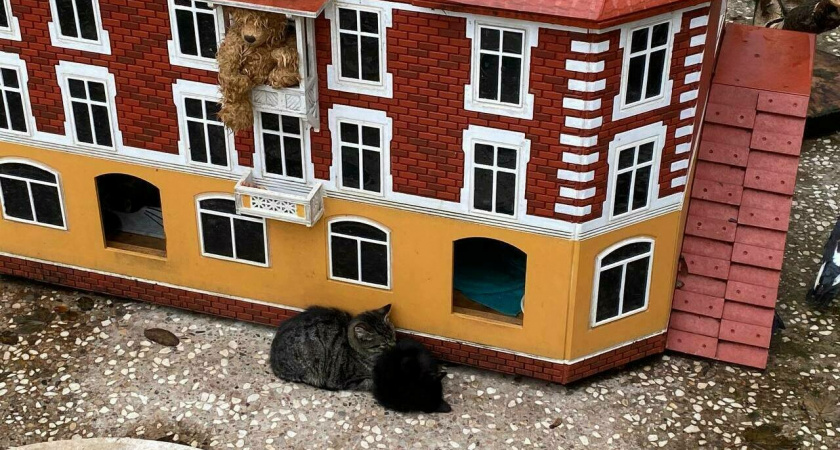 «Маленькие и беззащитные» В Зеленоградске волонтёры бьют тревогу