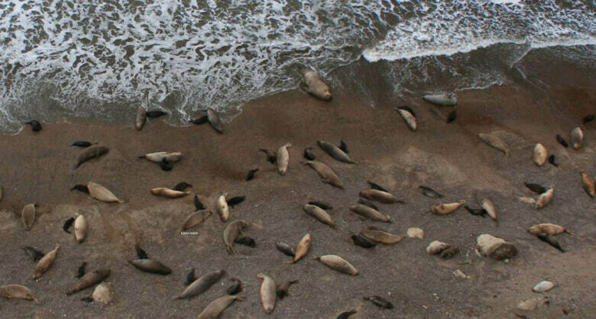 «Вирус типа H5N1» В Аргентине за последние 26 дней было обнаружено почти 2,5 тысячи мертвых туш детенышей морских слонов