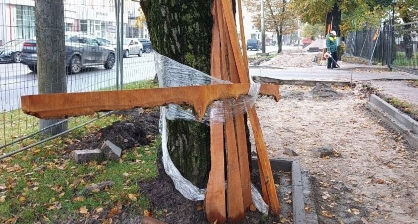 В Калининграде деревья были облеплены досками и пищевой плёнкой для защиты их от дорожных работ