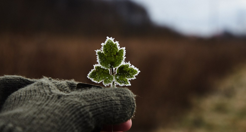 В Калининградской области были первые заморозки в этом сезоне