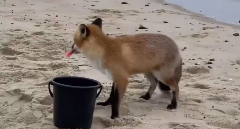 Лисица на Куршской косе могла бы стать героиней популярного интернет-мема про «рыбов»