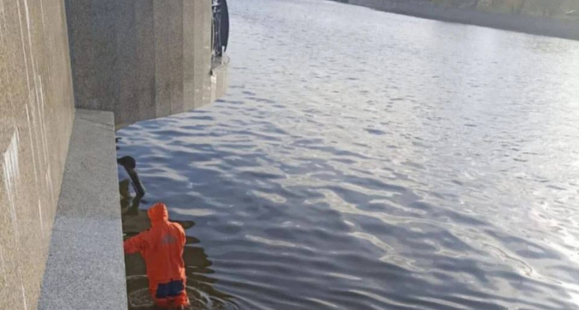 МЧС спасли кота, который застрял на опоре причала на Преголе