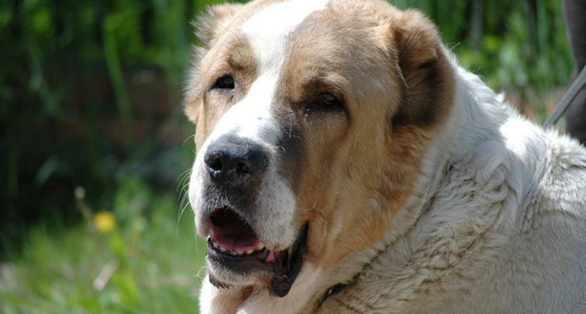 Алабай в Гурьевском районе напал на 7-летнюю девочку