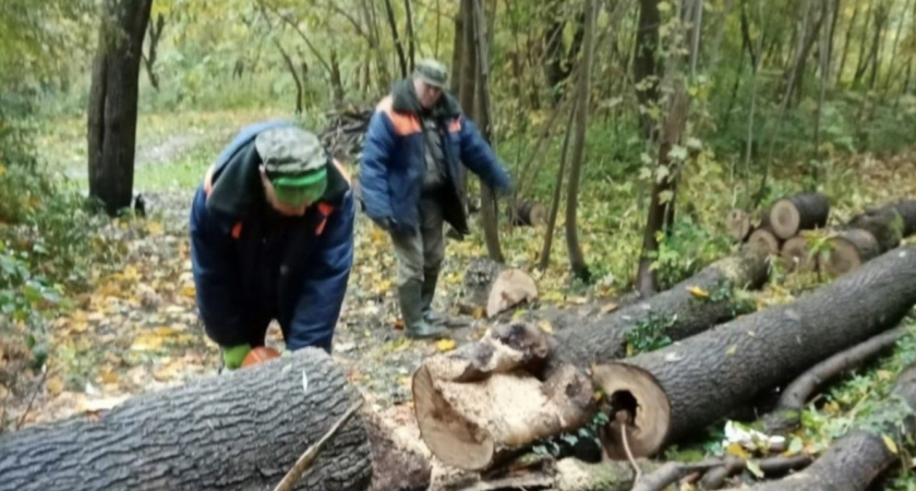 В Калининграде началась уборка Тихого парка