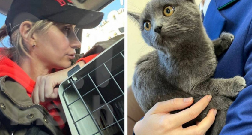 Полиция арестовала защитницу животных, которая спасла котенка из запертой машины