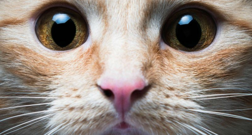 Кот спас пенсионерку от смерти.