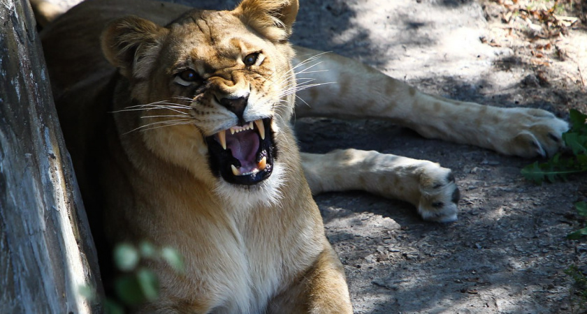 В возрасте 21 года умерла львица Тисса в Калининградском зоопарке