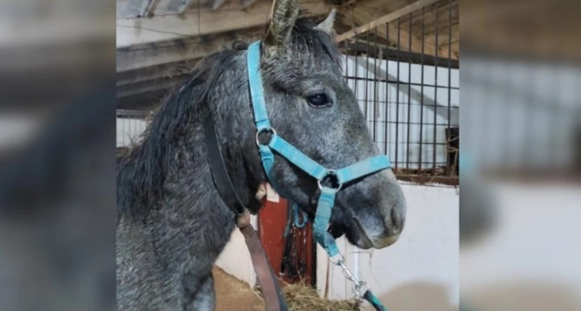 Трогательная история жеребенка из Коми, спасенного от забоя в Кирове