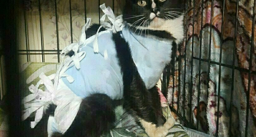 Волонтёры из Калининграда спасли кота, которому сдавили живот верёвкой