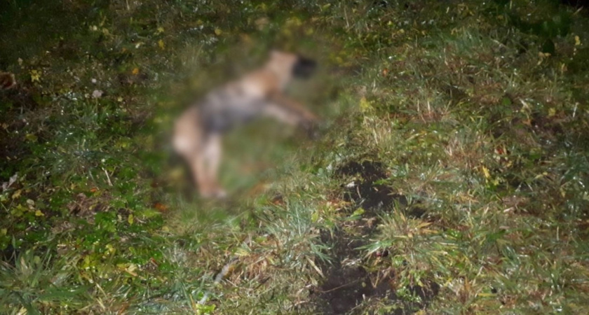 На юго-западе Петербурга найден мертвый щенок, предположительно его сбросили с высоты