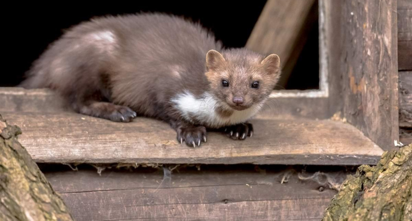 В Калининграде все чаще стали встречать куниц. Животное выходит людям, в центр города.