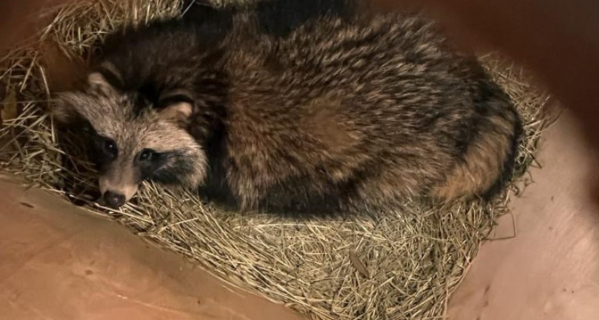 Работники Калининградского зоопарка смогли поймать блуждающую по центру енотовидную собаку