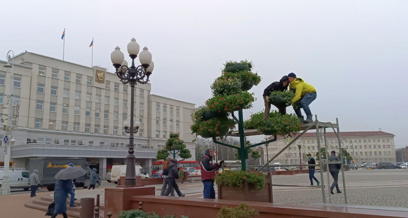 В центре Калининграда убирают цветы!