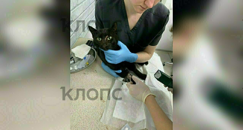 3-х дневная операция по спасению кота из шахты многоэтажного дома на Дадаева завершилась успехом!