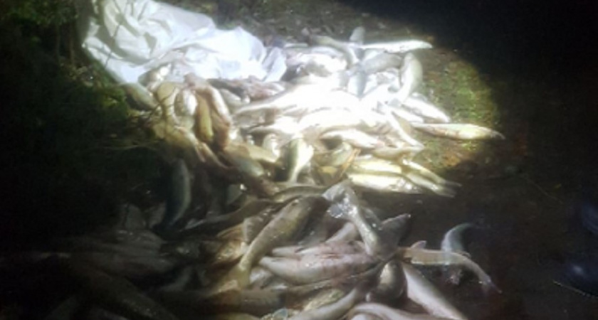 «Поймали рыбы на 605 тысяч» В Калининграде задержали браконьеров