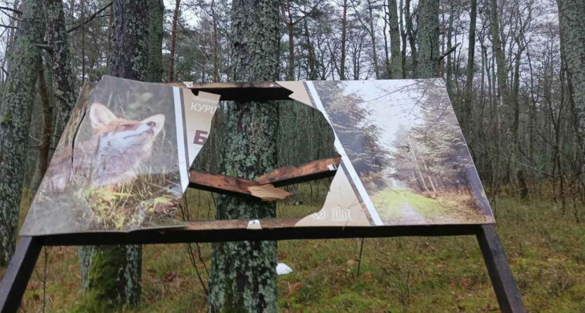 Из-за сильного ветра на Куршской косе повалился информационный щит, а в Балтийске произошел обрыв кабеля